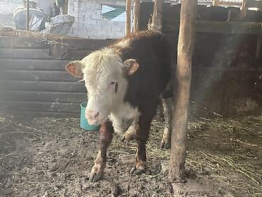 Коровы, быки: Продаю | Бык (самец) | Герефорд — 13