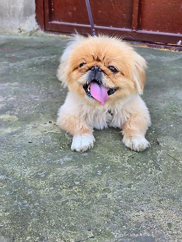 ag it: Pekines, 1 il, Dişi — 5