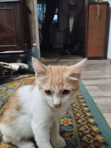 добрые руки котята: Отдам в хорошие руки
