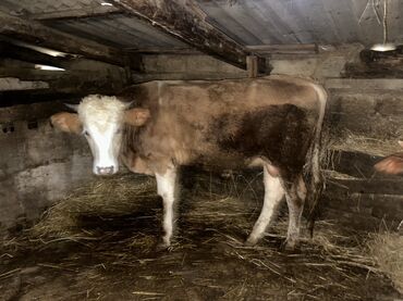 Inəklər, öküzlər: Erkək, il: 1, 100120 kq, Damazlıq, Ətlik, Ünvandan götürmə — 3