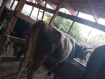 продам домик для кошки: Сатам | Уй (ургаачы) | Көбөйтүү үчүн | Байланган