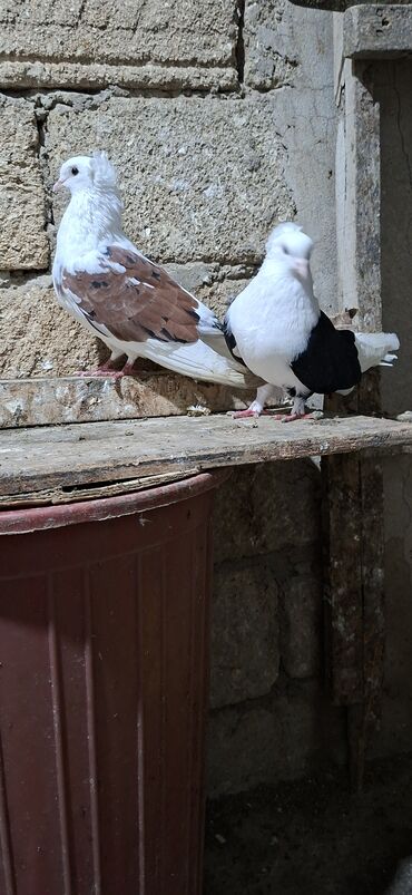 Göyərçinlər: Qoşa əbrəş çəp əbrəş quyruq erkəy qızqın super heyvandı mayasıda qara — 6