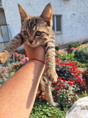 где можно купить кошку: Кошка даром: Беспородная, 2 месяца, Девочка