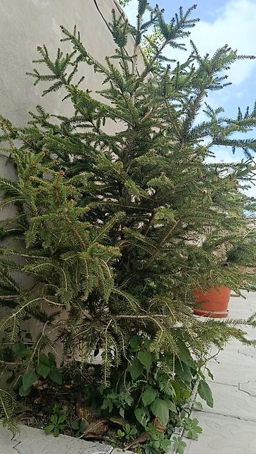 Ağaclar: Həmişəyaşıl iynəyarpaq ağacı – ladin (spruce) - Landşaft üçün — 2