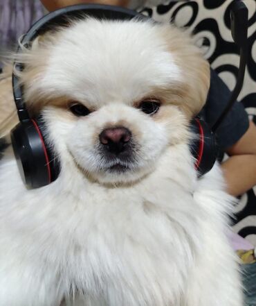 İtlər: Pekines, 1 il, Erkek, Peyvəndli, Ünvandan götürmə, Ödənişli çatdırılma