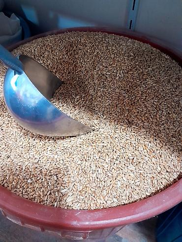 yemlər: Buğda - 0.42 q. hazır 50 kg kisələrdə Ünvan: Binə savxoz.( Çox alana — 7