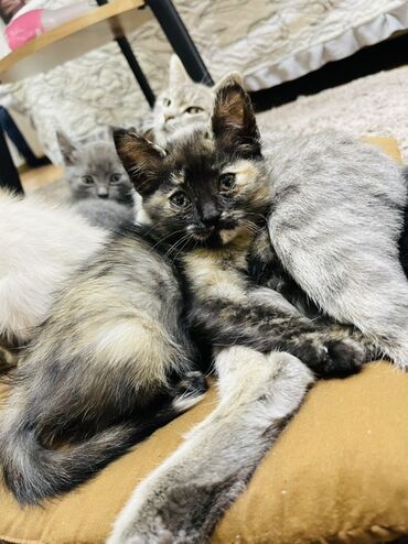 продажа домашних животных: Котята домашние, разноокрасочные. - Окрас: черепаховый (черно‑рыжие