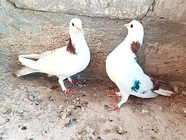 ordək balası və cucə: Salam gördüyünüz Qusdar satılır her ikisidə mayadi birinin uçuşu var — 1