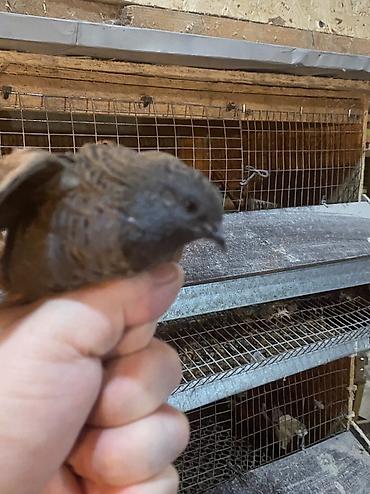 Другие с/х животные: Китайские расписные перепелки - Породы/окрасы: смешанные – тёмные — 16