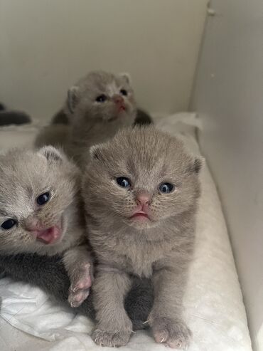 shotland kedisi: Şotland, Erkək, Dişi