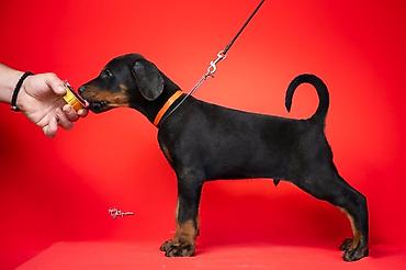 nemački ovčar: NA PRODAJU STENAD DOBERMANA IZ ODGAJIVACNICE: HEAVENLY WARRIOR — 3