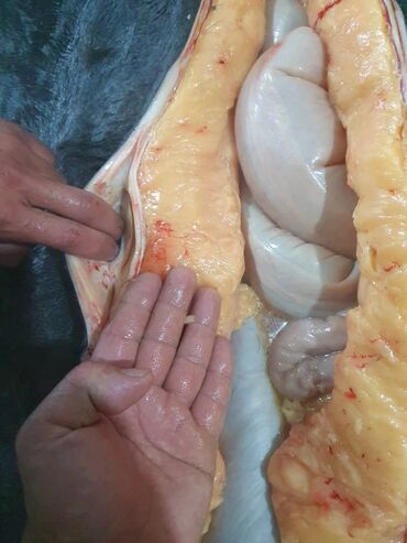 посуда продажа: Конина : Ребра