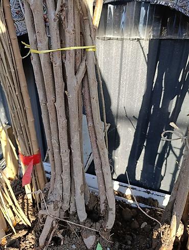 Яблоня: Саженцы плодовых деревьев (осенне-весенняя посадка) Ассортимент по — 3