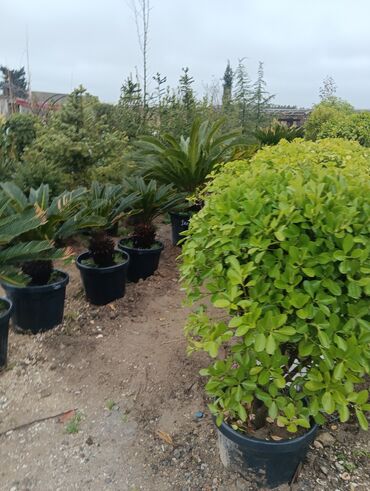 Tinglər: Gul cicek agaclarin satisi torf gubresi satilir 300den yuxari alana — 24