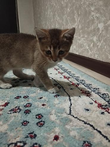 Британская короткошёрстная, 3 месяца, Девочка, Золотая шиншилла, Приучена к лотку, Проглистована at lalafo.kg — 4 Британская короткошёрстная, 3 месяца, Девочка, Золотая шиншилла, Приучена к лотку, Проглистована — 4
