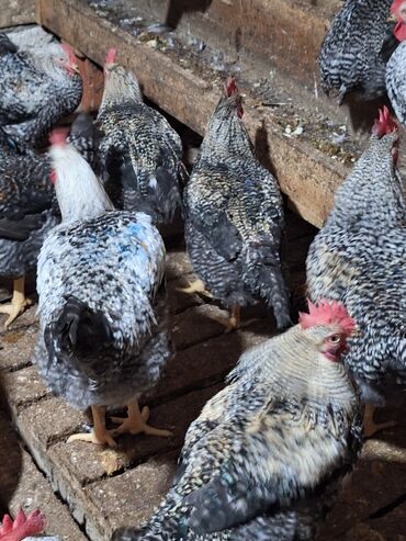 Xoruzlar: Xoruz, il: <1, Ünvandan götürmə — 9