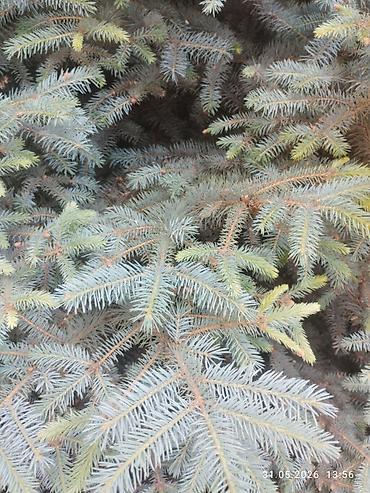 слива ягоды: Ель голубая (Picea pungens glauca), взрослая декоративная. - — 2
