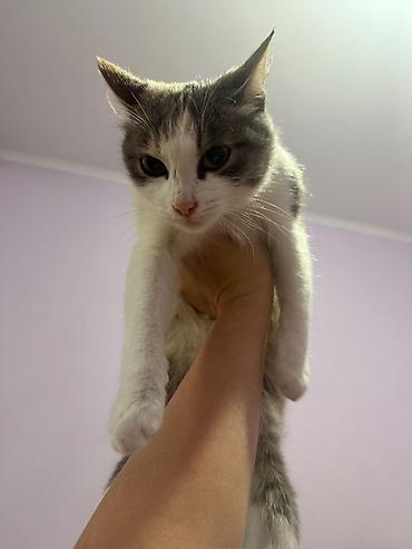 кошка г ош: Кошка даром: Беспородная, 5 месяцев, Девочка, Приучена к лотку, Проглистована, С прививками — 5