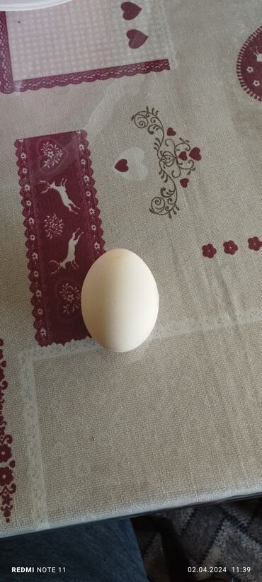 яйцо инкубационное бройлер: Продаю инкубационное яйцо Адлерских серебристых линия Молдова, птица