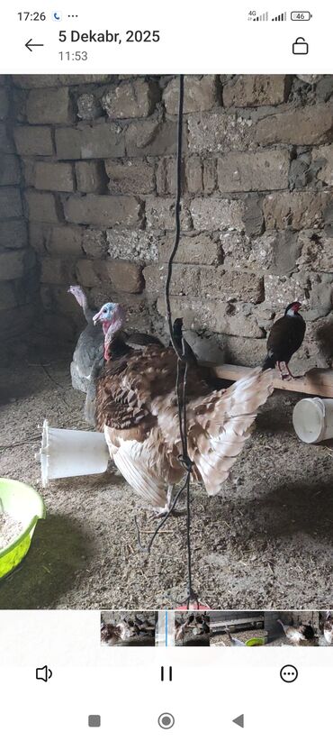 Hinduşka: Məhsul: Hinduşka (ev quşu) Təsvir: - Şəkillərdə boz/gümüşü rəngli və — 4