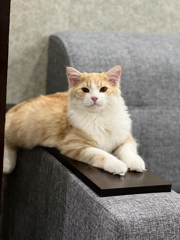 голубая вислоухая кошка: Домашние котята-лапочки - Окрас: рыжий (два котёнка с тигровым