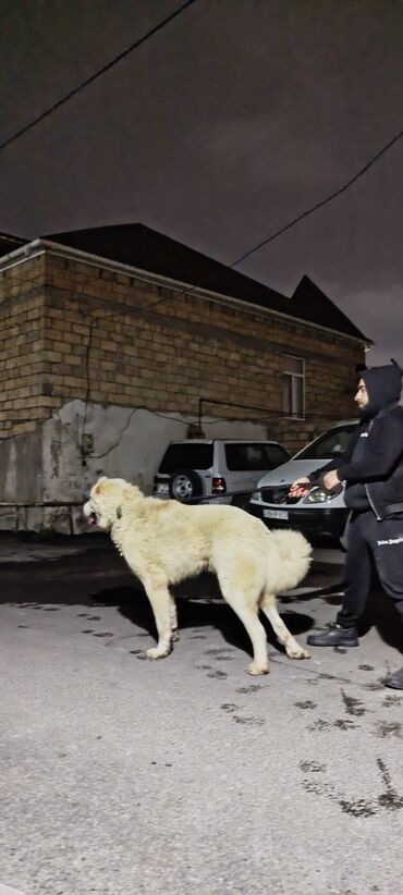 turkmen alabay itleri: Alabay, 1 il, Erkek, Cütləşmə üçün, Ödənişli çatdırılma, Pulsuz çatdırılma