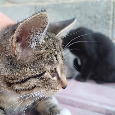 Отдам даром кошку: Котята, домашние. Окрас: - тигровые табби с белыми «носочками» и — 4