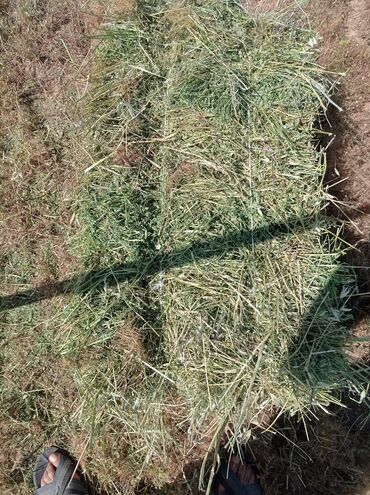 продаю утку: Продаю сено клевер 1000 штук есть цена 250 сом с поля Город Токмок
