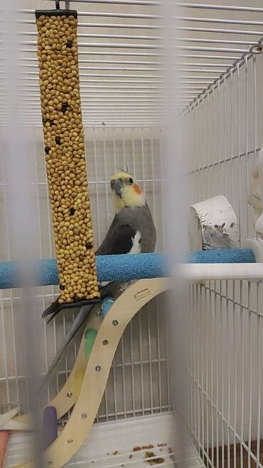 большая клетка для кролика: 3 quş satılır Paketdə: - Ağ metal qəfəs – üstdən açılan qapı, yan