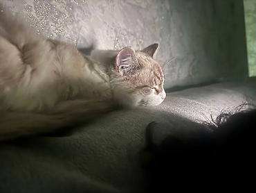 үй жаныбарлар: Эркек — 5