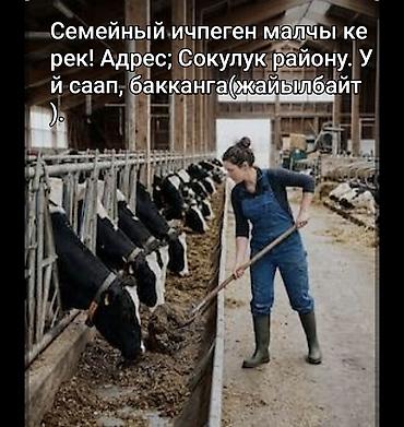 дом кредит: Семеный ичпеген малчы керек! Уй саап,бакканга. Уйлар кышы-жайы сарайда — 1
