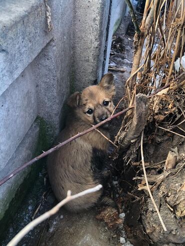 собака гончий: Собака даром: Дворняжка, 2 месяца, Самец