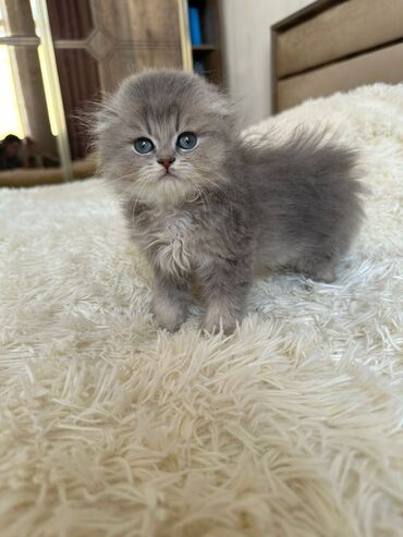 Pişiklər: Britan yastı qulaq, Erkək, Dişi, Yaxşı əllərə, Ünvandan götürmə, Pulsuz çatdırılma, Ödənişli çatdırılma — 17