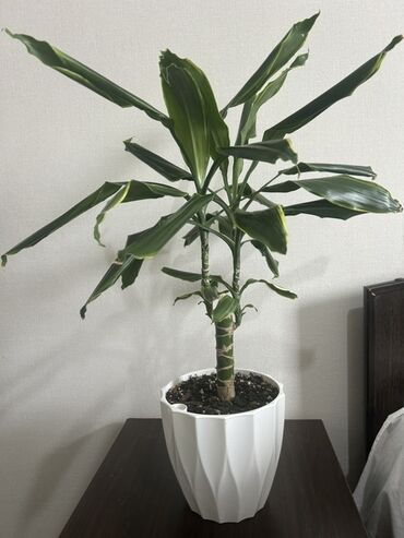 Драцены и Сансевиерии: Драцена (Dracaena fragrans, «драценa деремская») в декоративном