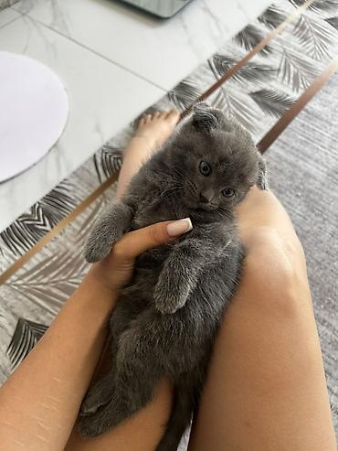 бенгалская кошка даром: Шотландский вислоухий котёнок (Scottish Fold) - Окрас: сплошной серый — 7