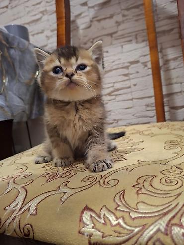 Pişiklər: Britan — 1