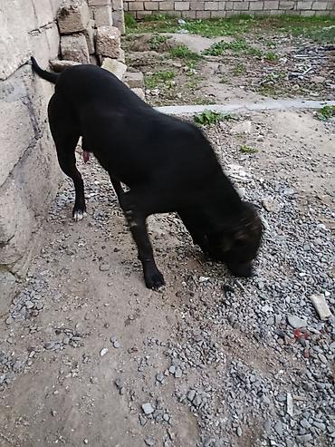 cuce ve xoruz: Pitbul, 10 ay, Erkək, Ünvandan götürmə — 4