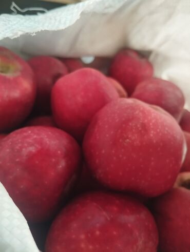 пахта цена ош: Алмалар Превосход, Чекене