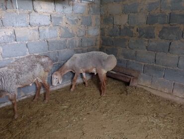 продаю кролов: Продаю | Овца (самка)