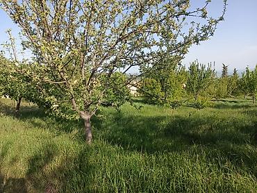 Torpaq sahələrinin satışı: 30 sot, Tikinti, Mülkiyyətçi, Kupça (Çıxarış) — 2