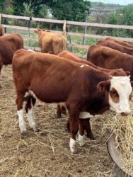 кролик декоративный: Продаю | Корова (самка), Бык (самец), Тёлка | На откорм, На забой, Для разведения