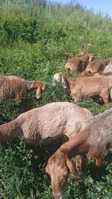 продам ячмень оптом: 27 баш козу кочкордор сатылат только оптом