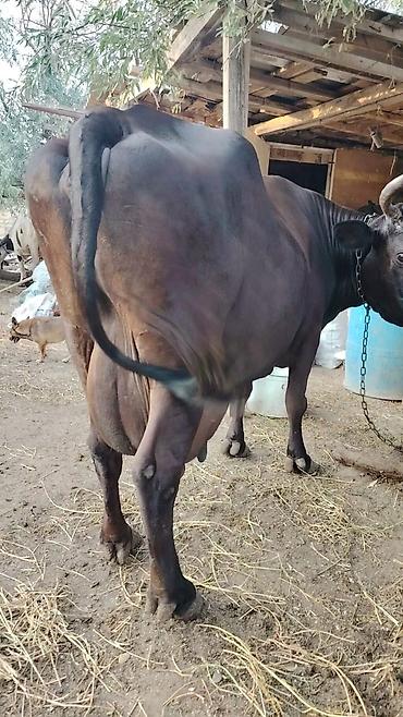 simmental inək cinsi: Heyvan 5 qarın doğub Təzə doğanda 26 litr süd verir. 7 aydı doğub hal — 4
