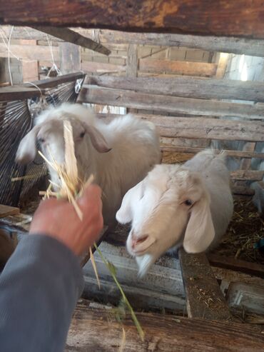 Козы, козлы: Козы — 2