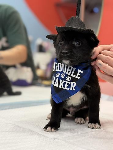 Psi: Štene pronađeno pored kontejnera za udomljavanje – mešanac, crne dlake — 9