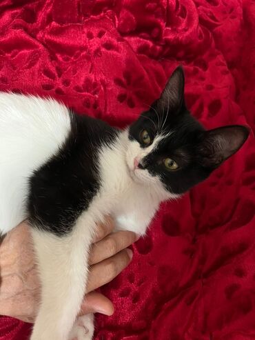 отдам собаку в добрые руки: Ургаачы