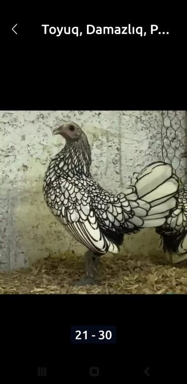 Hinduşka: Erkək, Kanada, Holland, Amerika, Damazlıq, Pulsuz çatdırılma — 23