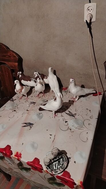 Digər quşlar: 7dene heyvandi 70 manat sonu isdeyen yazsin