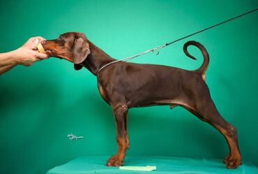 Psi: Registrovana odgajivačnica SCHWARZE MACHT nudi prelepu štenad na lalafo.rs — 5 Psi: Registrovana odgajivačnica SCHWARZE MACHT nudi prelepu štenad — 5