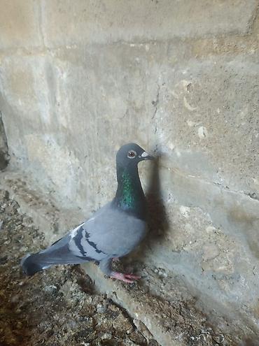 ev heyvan adlari: Biri mayadı biri erkeydi,biri 10 manat — 7